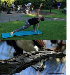 Yoga and Bird