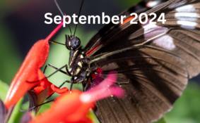 BioBlitzSeptember 2024