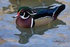 WoodDuck