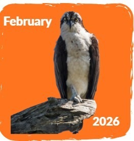 2026_CorrectedBird