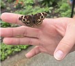 Butterfly Releases