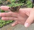 ButterflyRelease