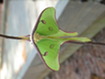 Moth
