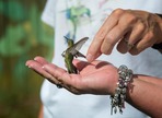 Hummingbird