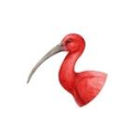 Birds&Beaks