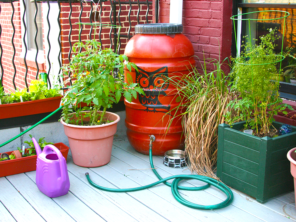 Rain Garden and Rain Barrel