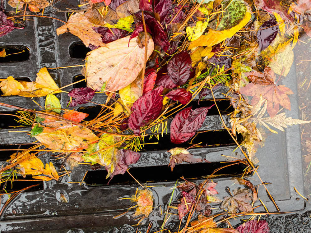 Keeping Leaves Out of Storm Drains This Fall