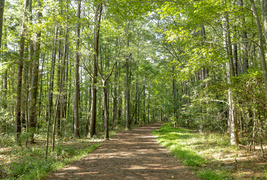 Hiking trail within green trees