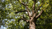 Nominate a Tree for Raleigh's 2025 Tree of the Year