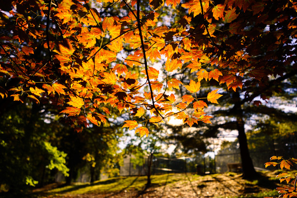 sun shining through orange leaves on a late fall day
