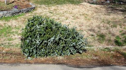 curbside christmas tree