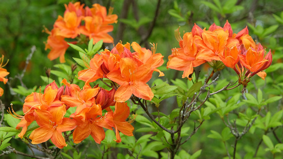 Native Plant Guide - Flame Azalea