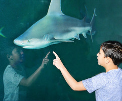 student and shark