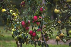 Apples in Classroom Opportunity