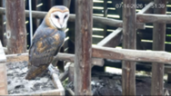 Barn Owls