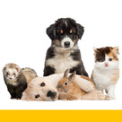 Furry animals - rabies vaccine