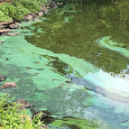 Algae in lake