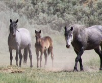 Horse & Burro Adoption Event
