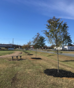 Tree Planting Fundraiser