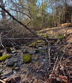 Branches in creek