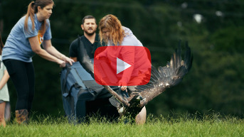 Play Eagle release video
