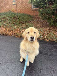 Therapy dog Frank