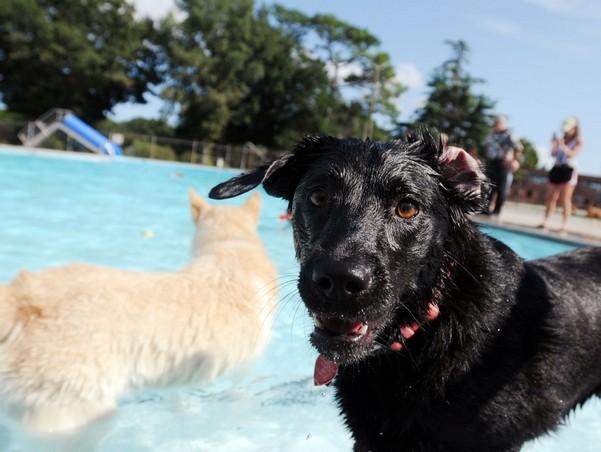 Pooch Plunge
