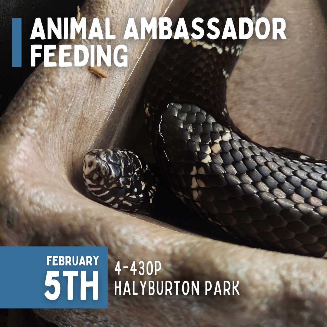 COMING SOON- Animal Ambassador Feeding at Halyburton Park on February 5th!