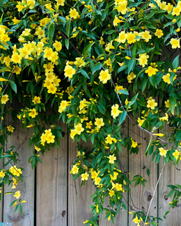 Carolina Jessamine from Canva