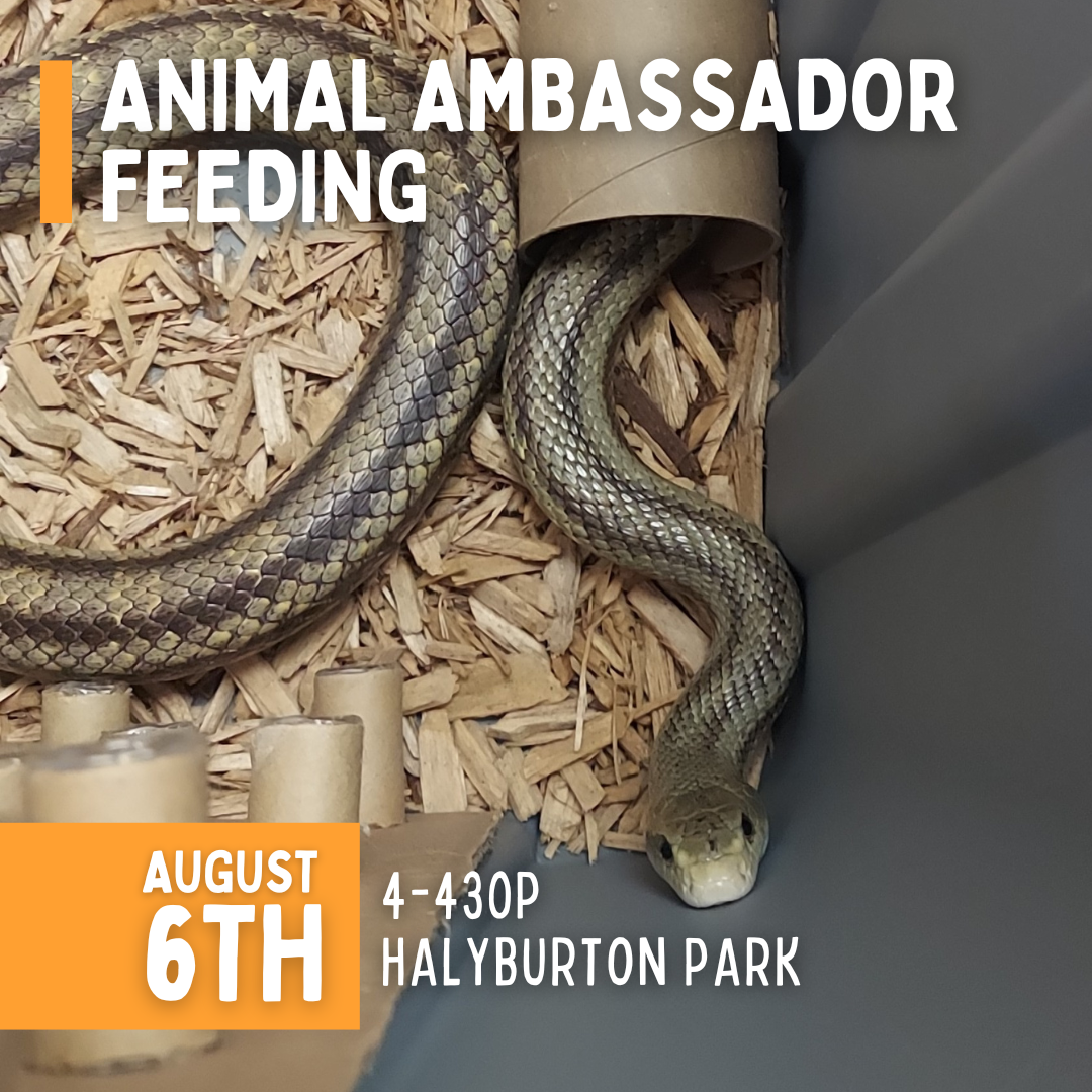 animal ambassador feeding