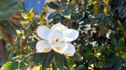 Magnolia Blossom