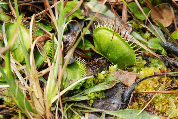 flytrap flytraps frolic