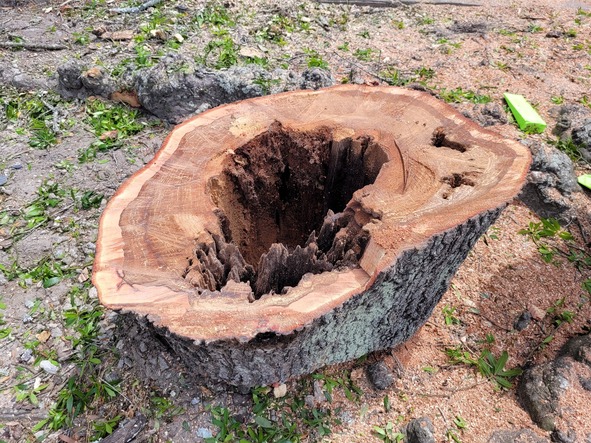 Third street tree