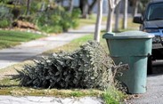 christmas tree disposal 