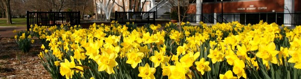 Daffodils at Barton welcome spring