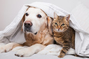 Pets need emergency supplies