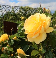 Wilson Rose Garden