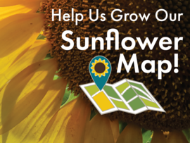 Sunflower Campaign