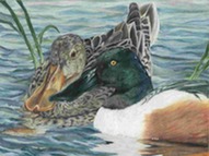 Francheska Flores-Gargarita (Valley City HS, North Dakota) colored pencil drawing of a pair of northern shovelers
