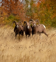 three horses standing closely together on a brown fall feild
