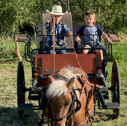 a summer day with green grass and green trees, showing 2 young boys on a wagon ride with a miniature pony leading them