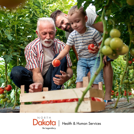 Elderly man picking tomatoes with younger kid