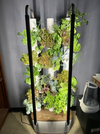 lettuce tower