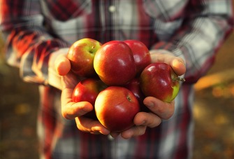 apple harvest