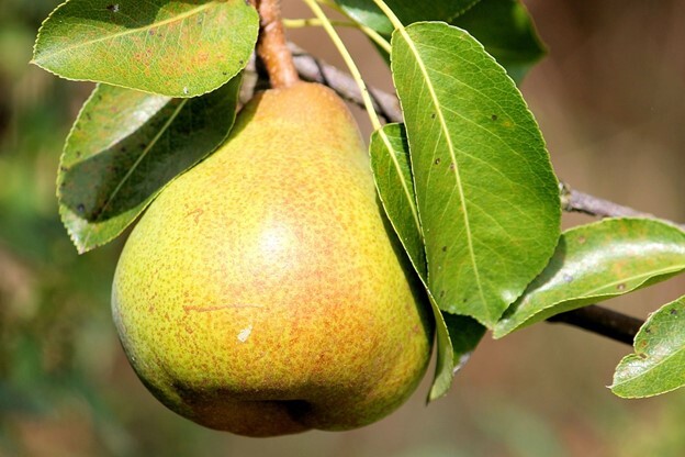 pear