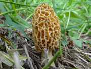 Early morels