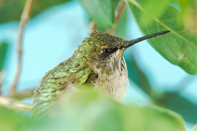 A ruby-throated hummingbird