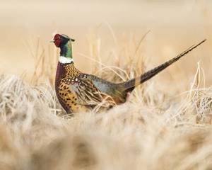 Rooster pheasant