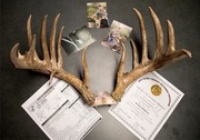 Antlers of a record whitetail
