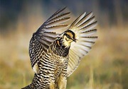 Greater prairie chicken